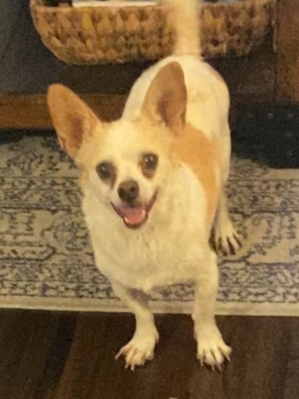 Meet your Posher, Donna